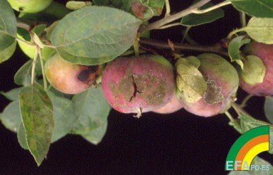 Moteado - Scab - Moteado >> Venturia inaequalis - Daños en fruto del Moteado del manzano.jpg